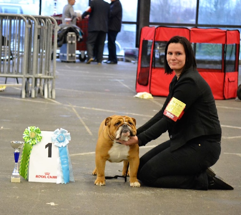 CH. Edson Conqueror Lord byron - 1er Excellent et Meilleur Jeune