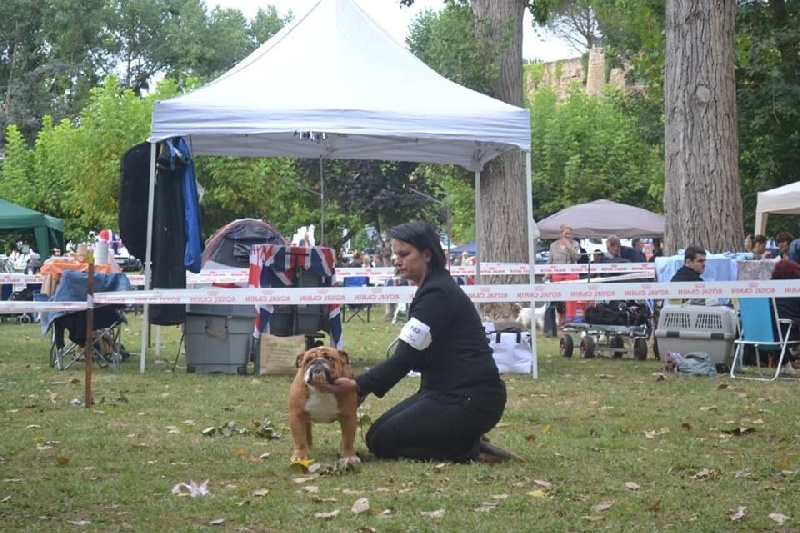 CH. Edson Conqueror Lord byron - 1er Excellent classe jeune