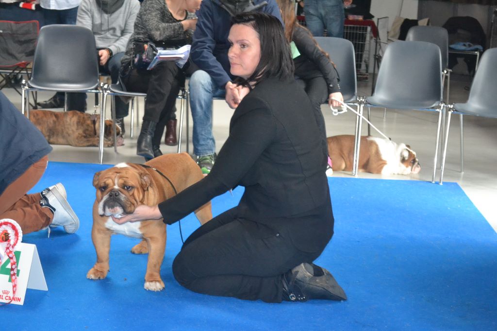 CH. Edson Conqueror Lord byron - 4e Excellent