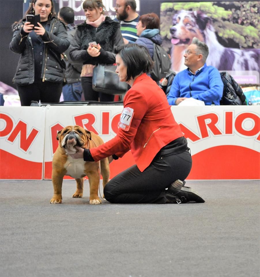 CH. Edson Conqueror Lord byron - 1er Excellent RCACS