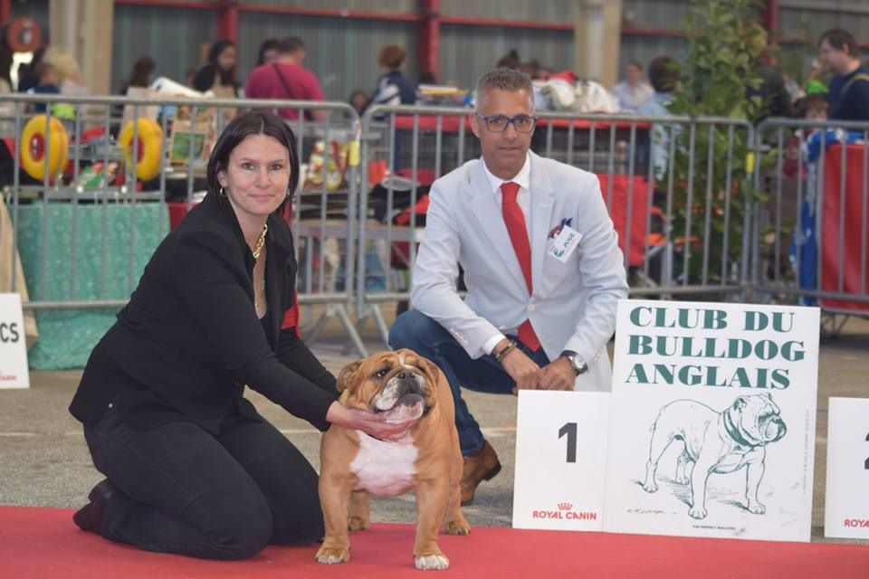 CH. Edson Conqueror Lord byron - 1er excellent RCACS