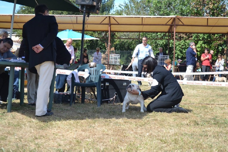 Giant rubis Precious Beauty's - 2e EX