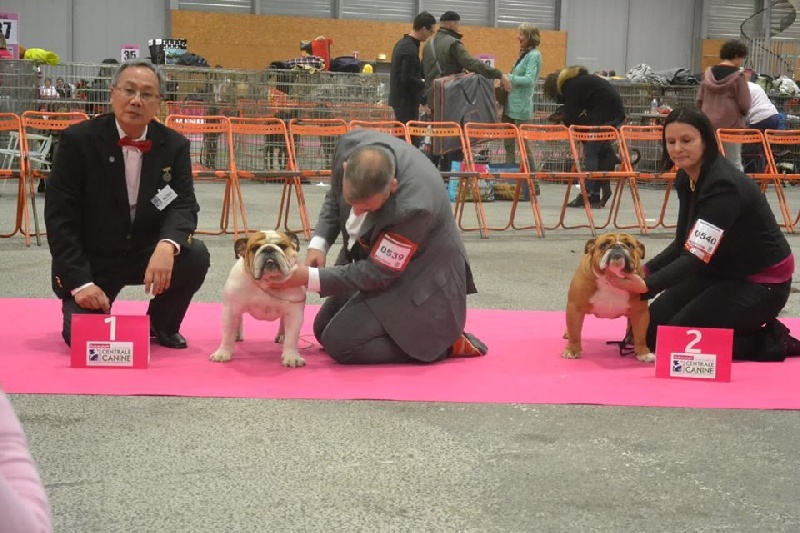 CH. Edson Conqueror Lord byron - 2eme Excellent