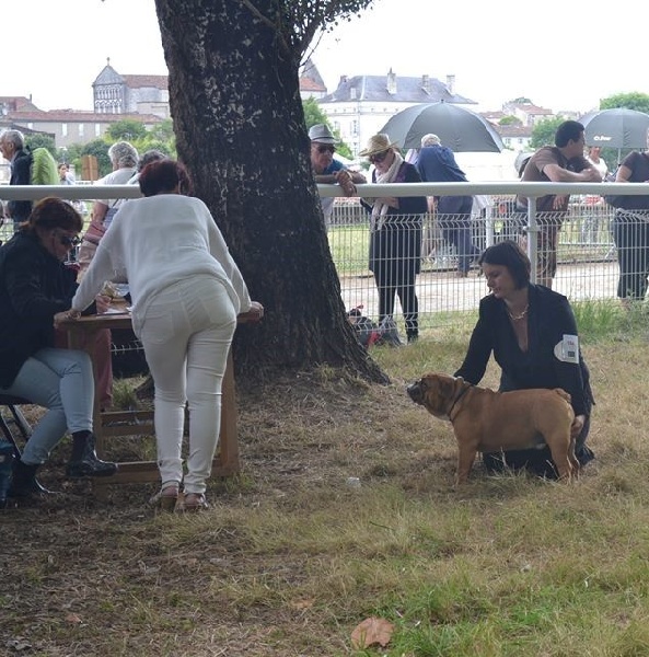 CH. Edson Conqueror Lord byron - Très Prometteur et Meilleur Puppy