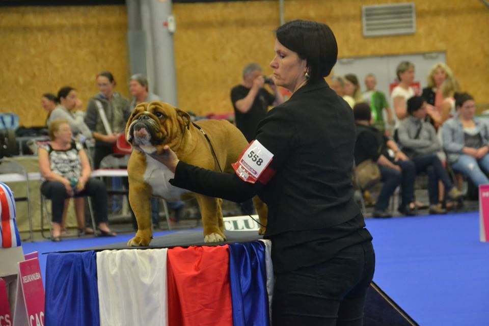 CH. Edson Conqueror Lord byron - 3e Excellent