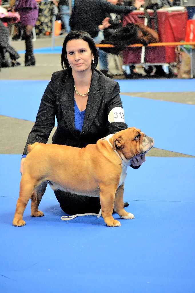 CH. Edson Conqueror Lord byron - 1er Ex CACS CACIB BOS