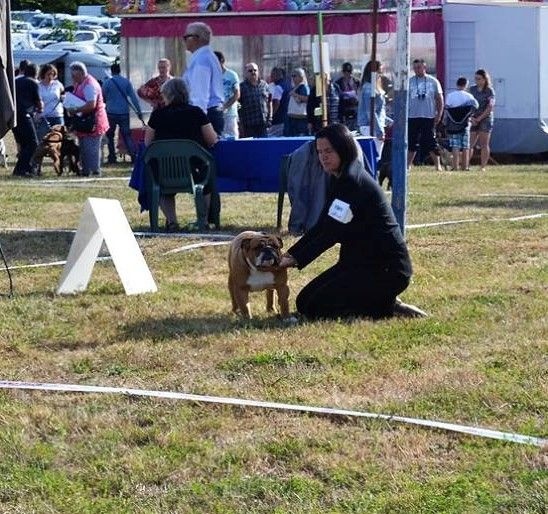 CH. Edson Conqueror Lord byron - 1er Très Bon classe Jeune