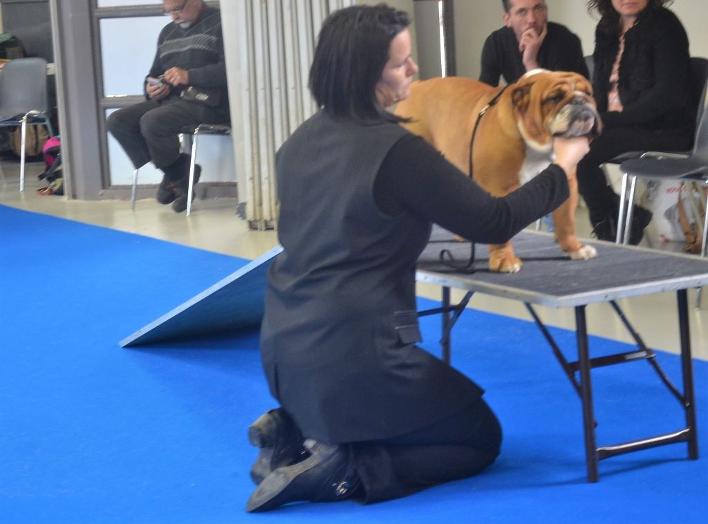 CH. Edson Conqueror Lord byron - Excellent