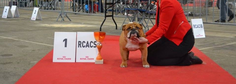 CH. Edson Conqueror Lord byron - 1er Excellent RCACS