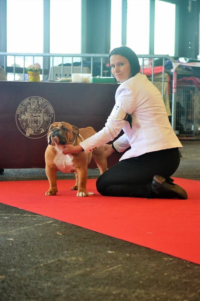 CH. Edson Conqueror Lord byron - 3eme Excellent