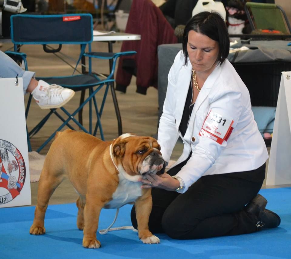 CH. Edson Conqueror Lord byron - 4 e Excellent