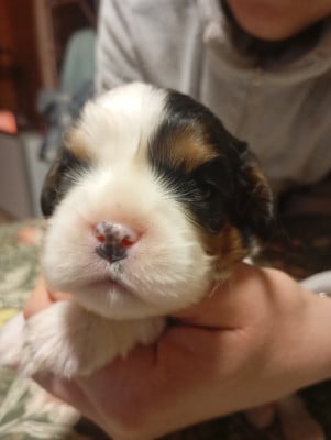 Les chiots de Cavalier King Charles Spaniel