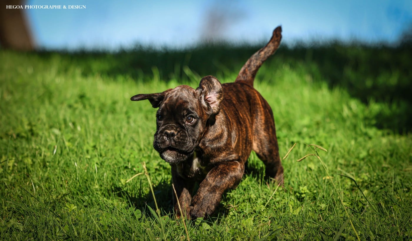 Boxer - Des Fontaines De Nolibos