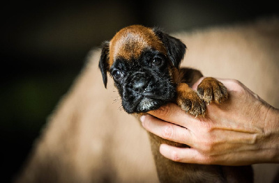 Les chiots de Boxer