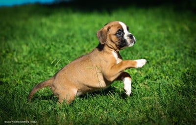 Les chiots de Boxer