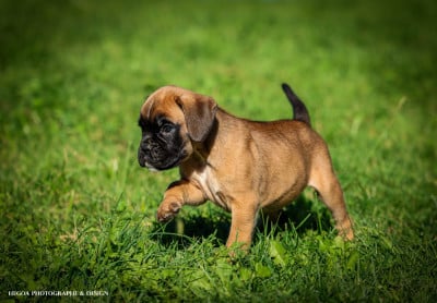 Les chiots de Boxer