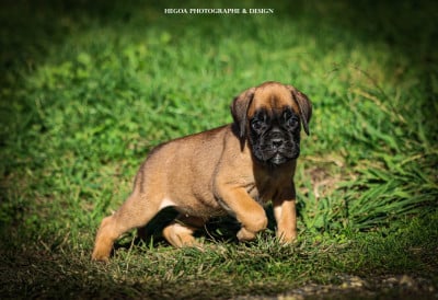 Les chiots de Boxer