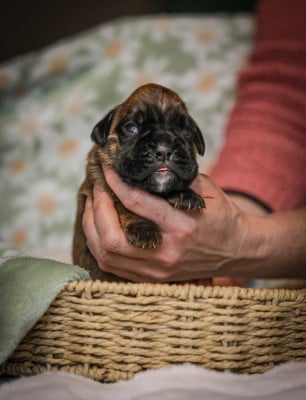 Les chiots de Boxer