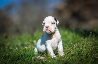 Les chiots de Boxer