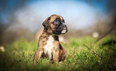 Les chiots de Boxer
