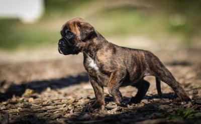 Les chiots de Boxer