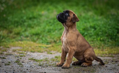 Les chiots de Boxer