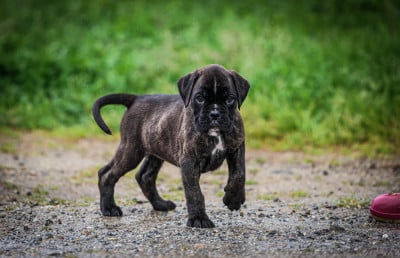 Les chiots de Boxer