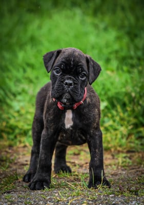 Les chiots de Boxer