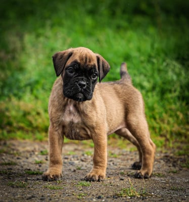 Les chiots de Boxer