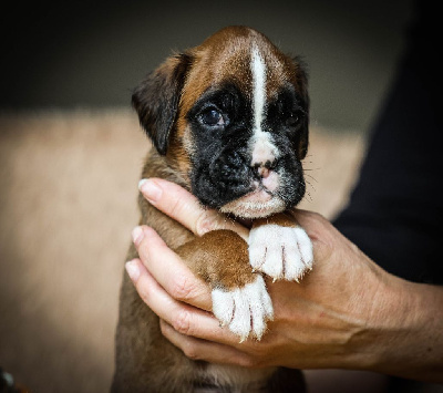 Les chiots de Boxer