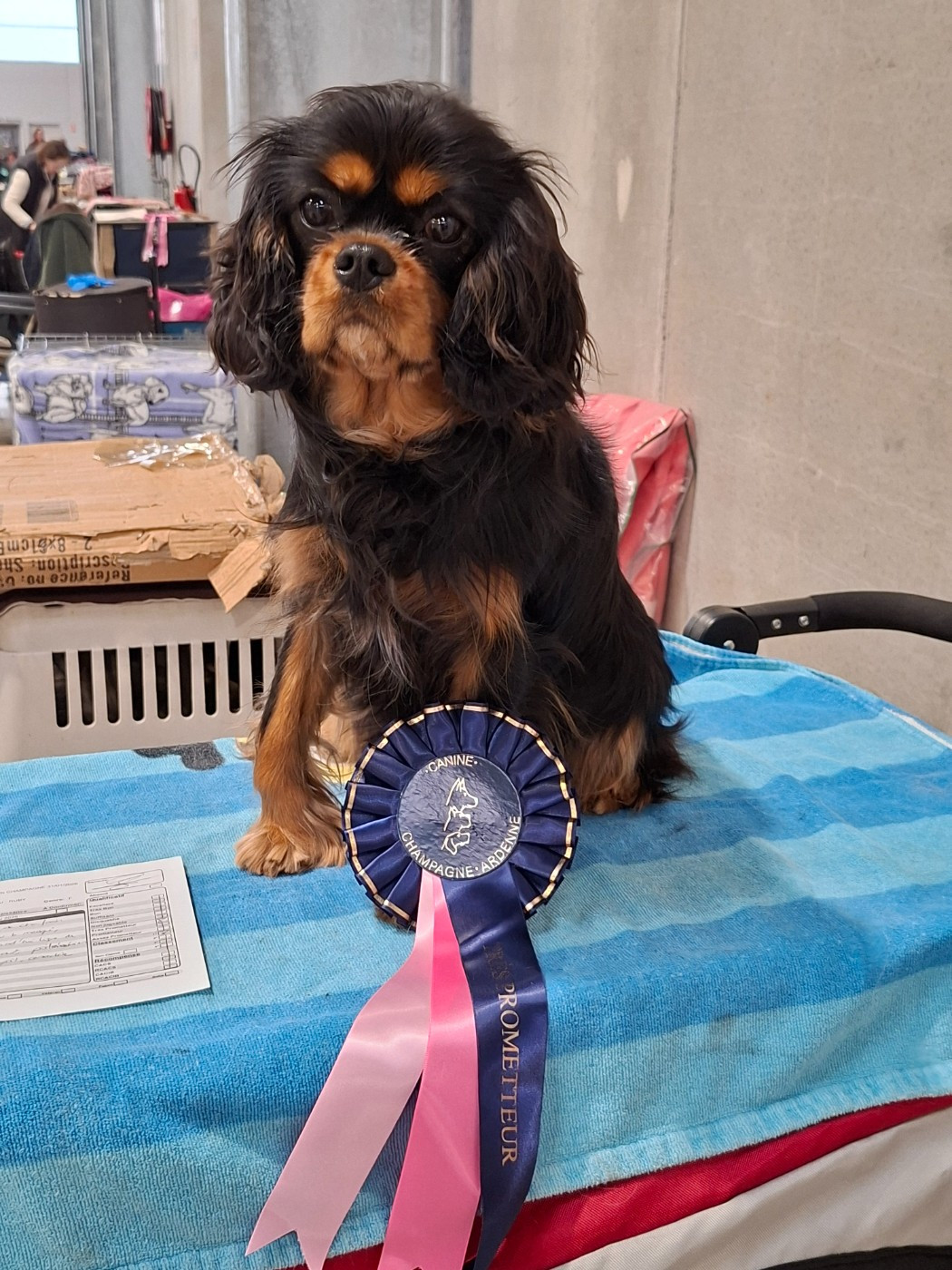 Abigaël Du Mont Des Crocs Blancs - 1ere Très Prometteur
