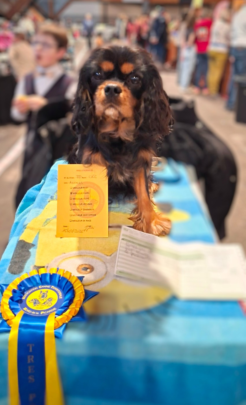 Abigaël Du Mont Des Crocs Blancs - 1ere Très Prometteur Meilleure Puppy