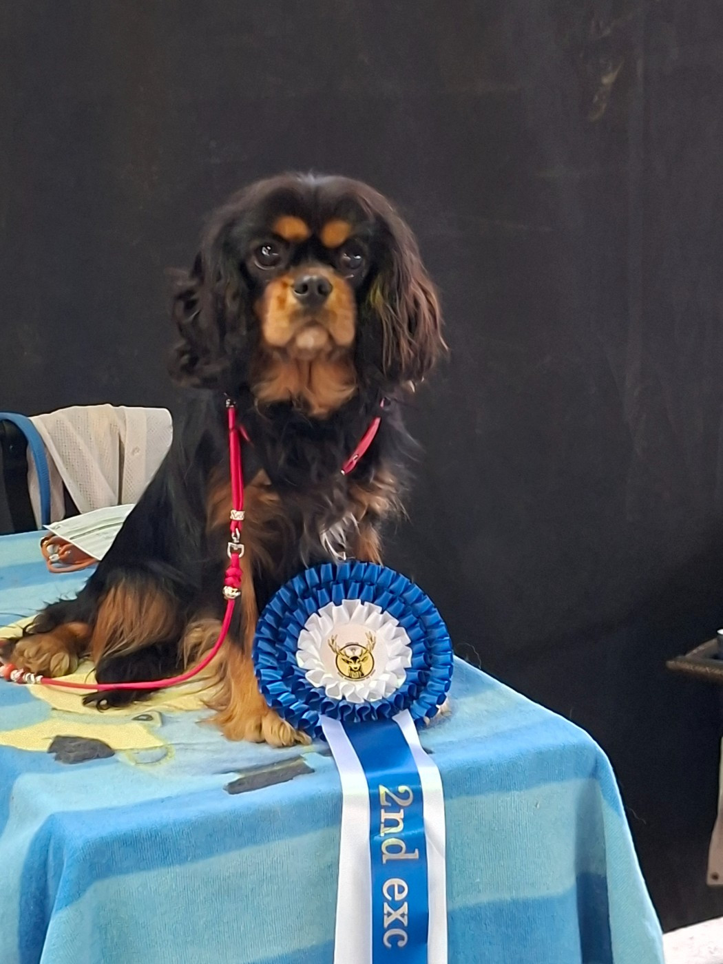 Abigaël Du Mont Des Crocs Blancs - 2ème excellent