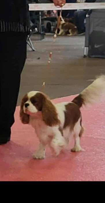 V'Willow Du Mont Des Crocs Blancs - 2ème excellent