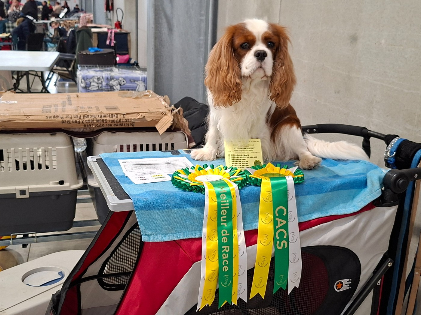 V'Willow Du Mont Des Crocs Blancs - CACS et Meilleur de race