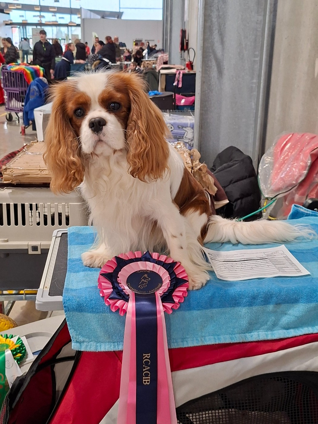 V'Willow Du Mont Des Crocs Blancs - RCACS RCACIB