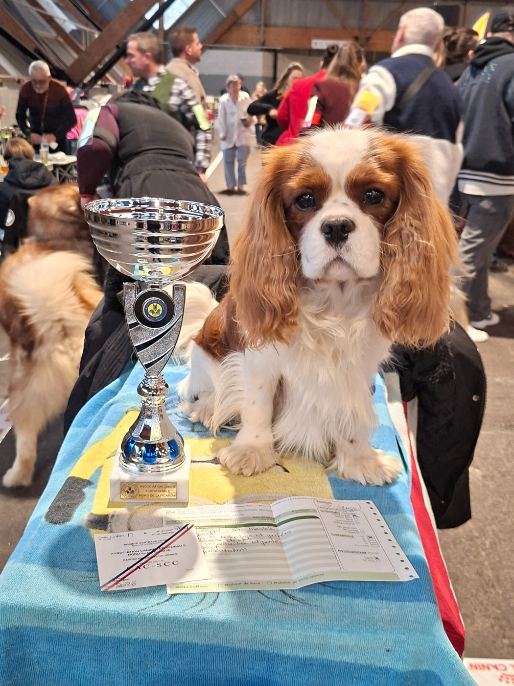 V'Willow Du Mont Des Crocs Blancs - CACS