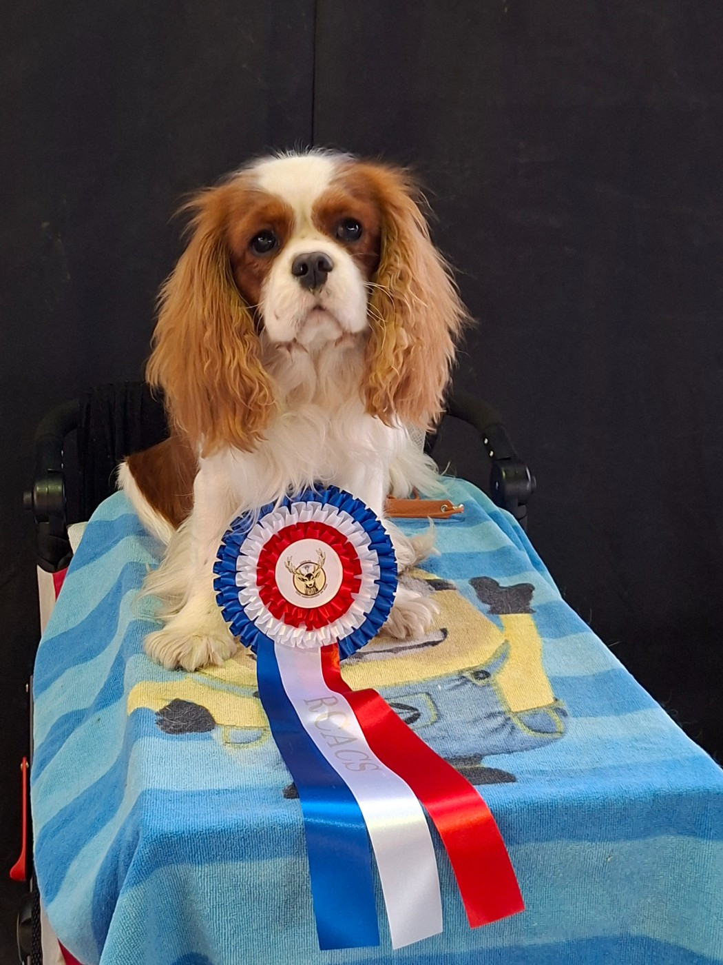 V'Willow Du Mont Des Crocs Blancs - RCACS