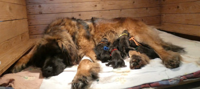 Les chiots de Leonberger