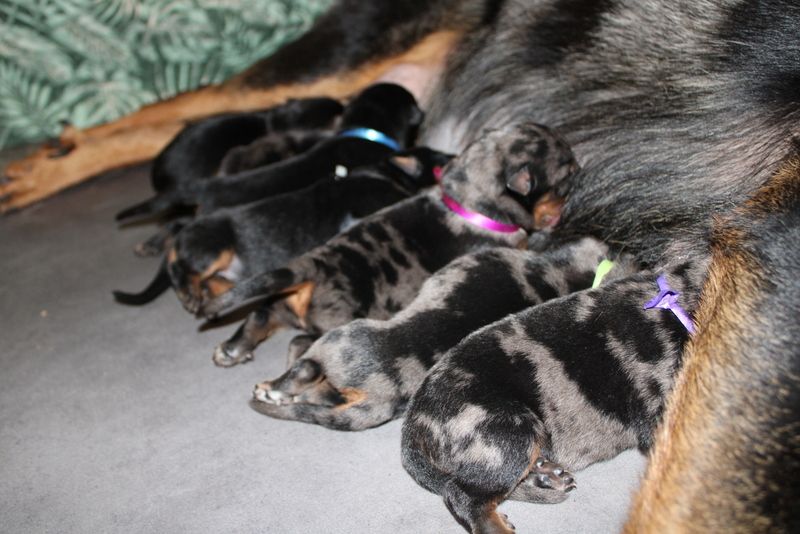 Berger de Beauce - Du Quartier De Thiou