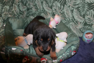 Les chiots de Berger de Beauce