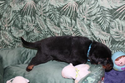 Les chiots de Berger de Beauce