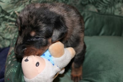 Les chiots de Berger de Beauce