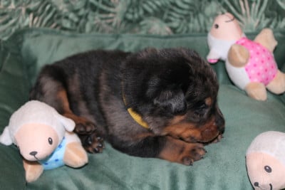 Les chiots de Berger de Beauce