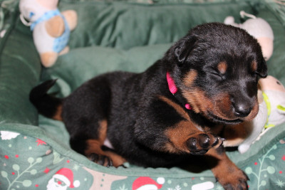 Les chiots de Berger de Beauce