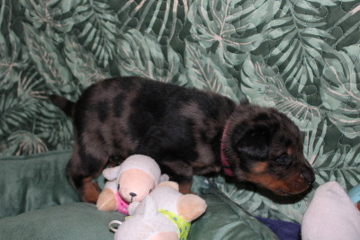 Les chiots de Berger de Beauce