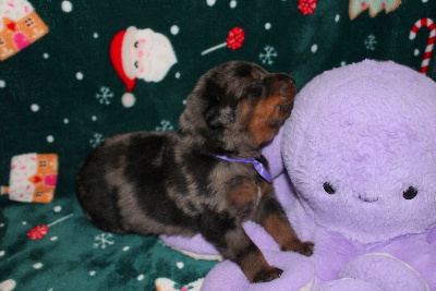 Les chiots de Berger de Beauce