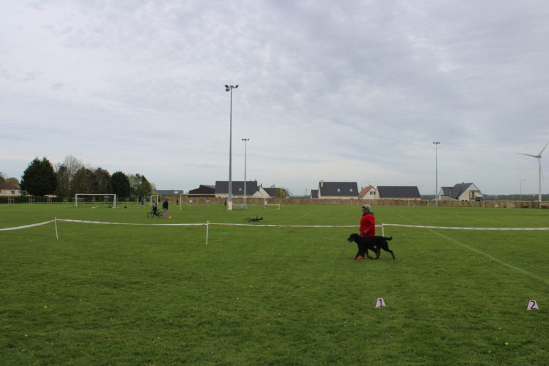 Usko Du Quartier De Thiou - 1er très prometteur débutant mâle