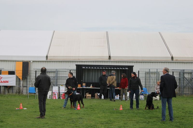 Usko Du Quartier De Thiou - 2ème jeune mâle