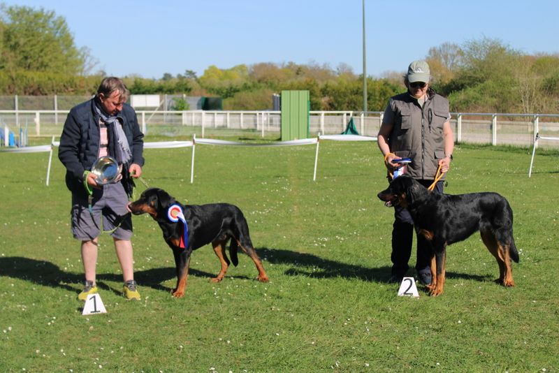 Usko Du Quartier De Thiou - 1 er classe jeune mâle